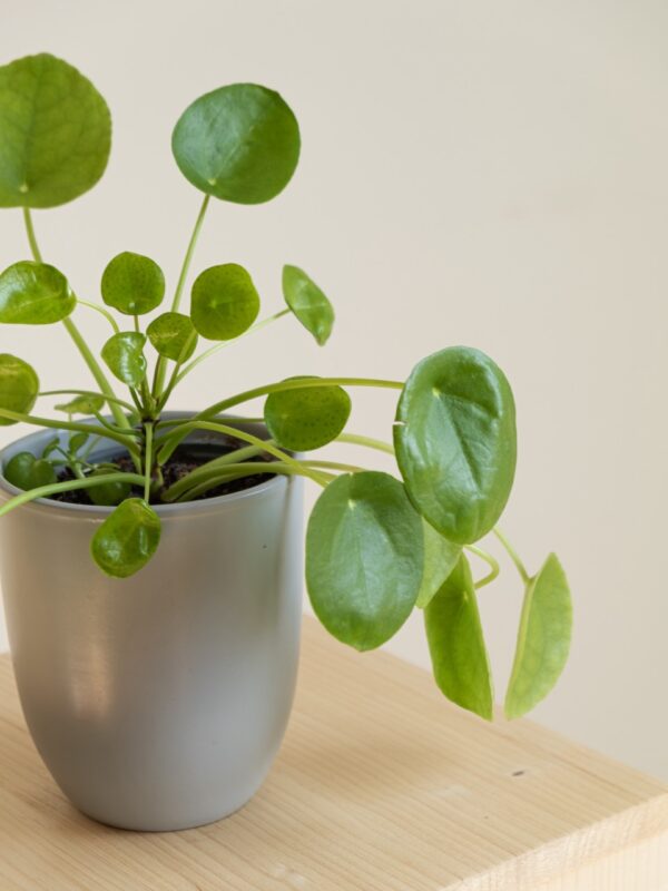 Pilea Peperemoides