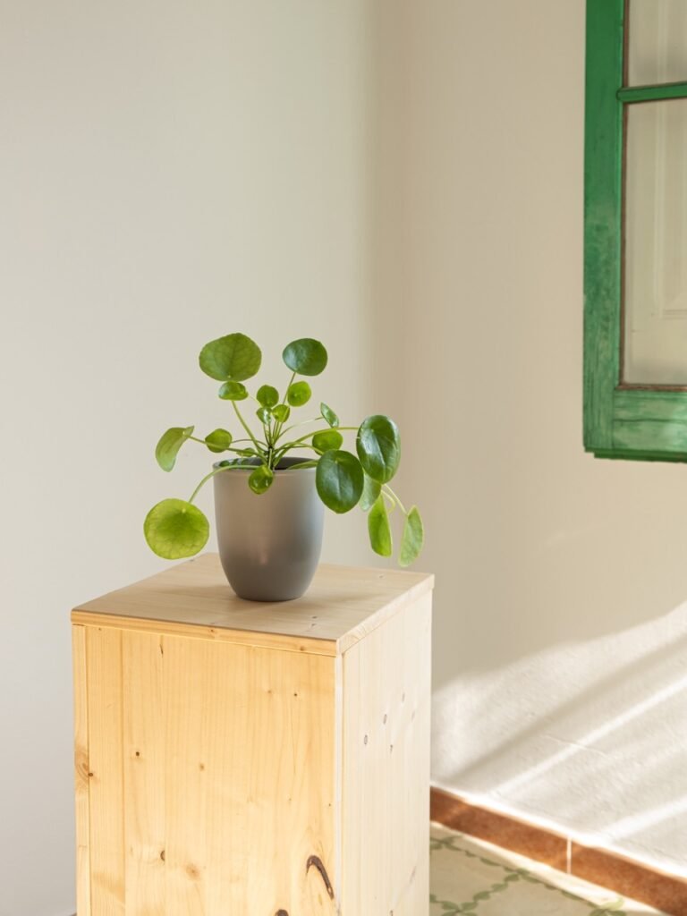 Pilea Peperemoides
