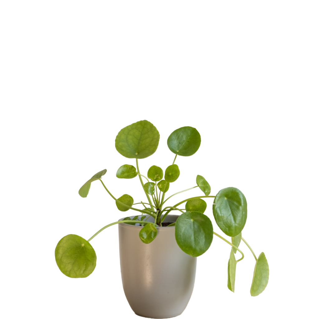 Pilea Peperemoides