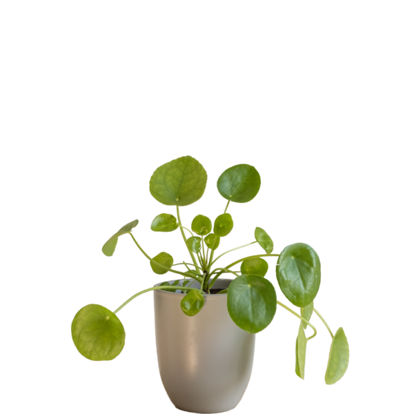 Pilea Peperemoides
