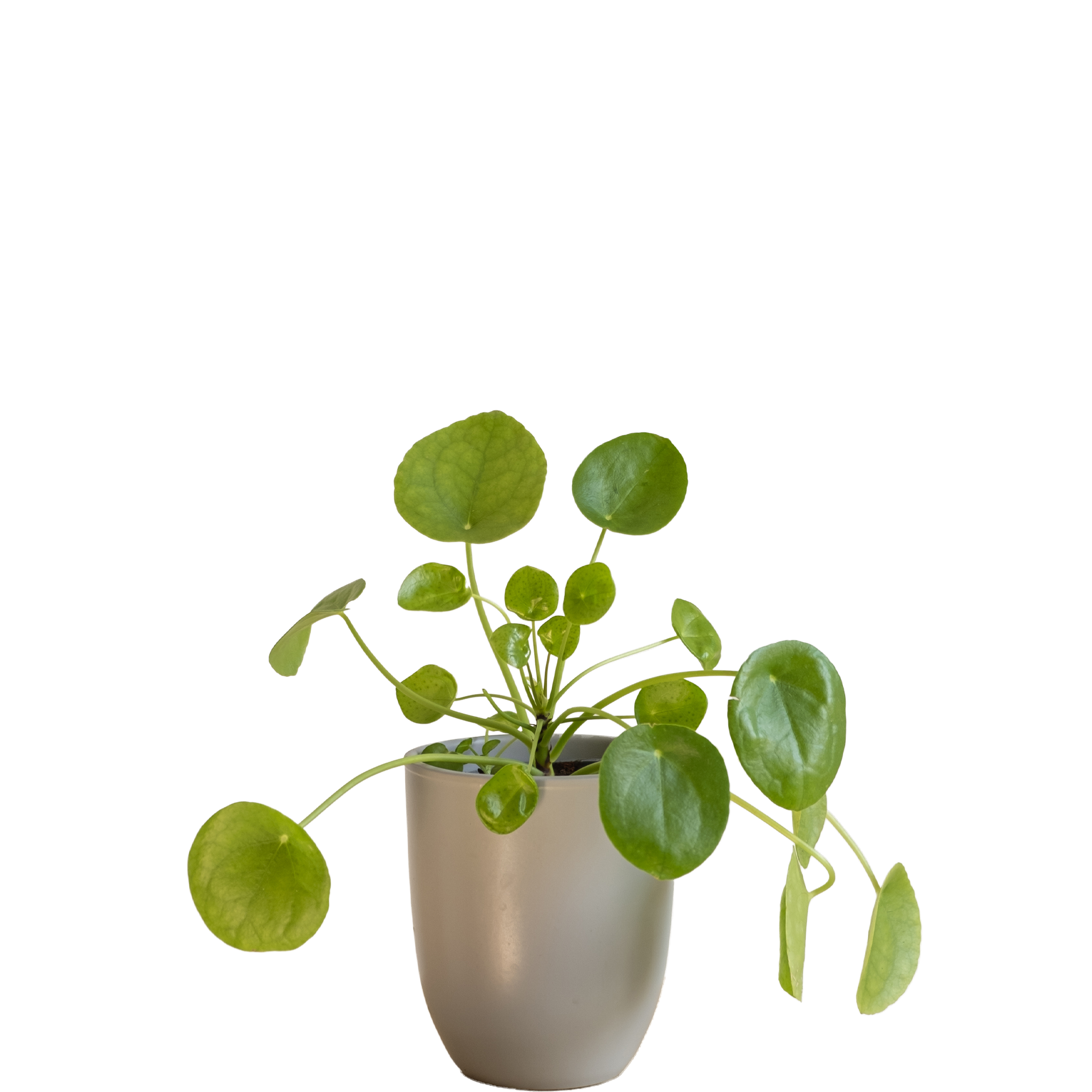 Pilea Peperemoides: imagen 1