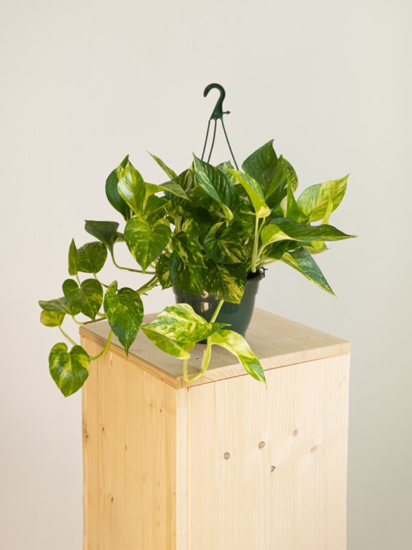 Pothos Pinnatum