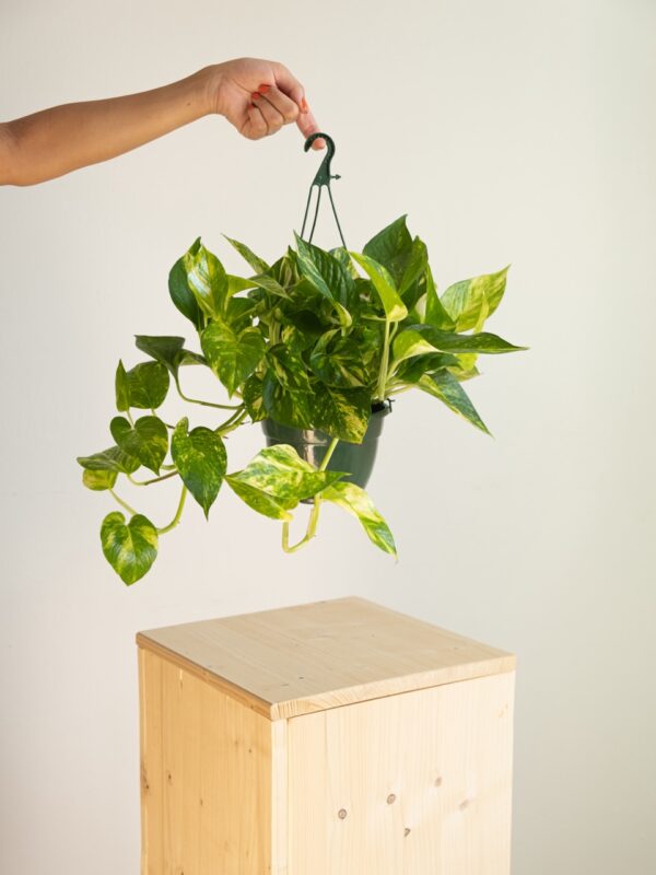 Pothos Pinnatum