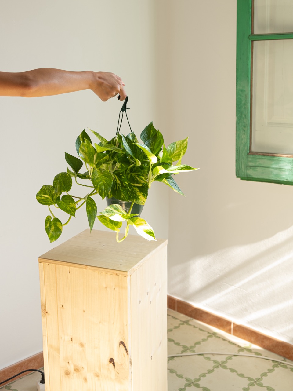 Pothos Pinnatum: imagen 2