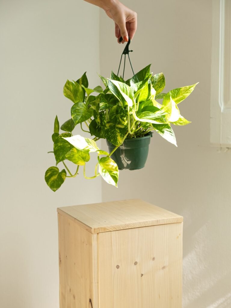 Pothos Pinnatum