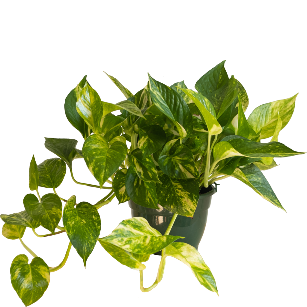 Pothos Pinnatum