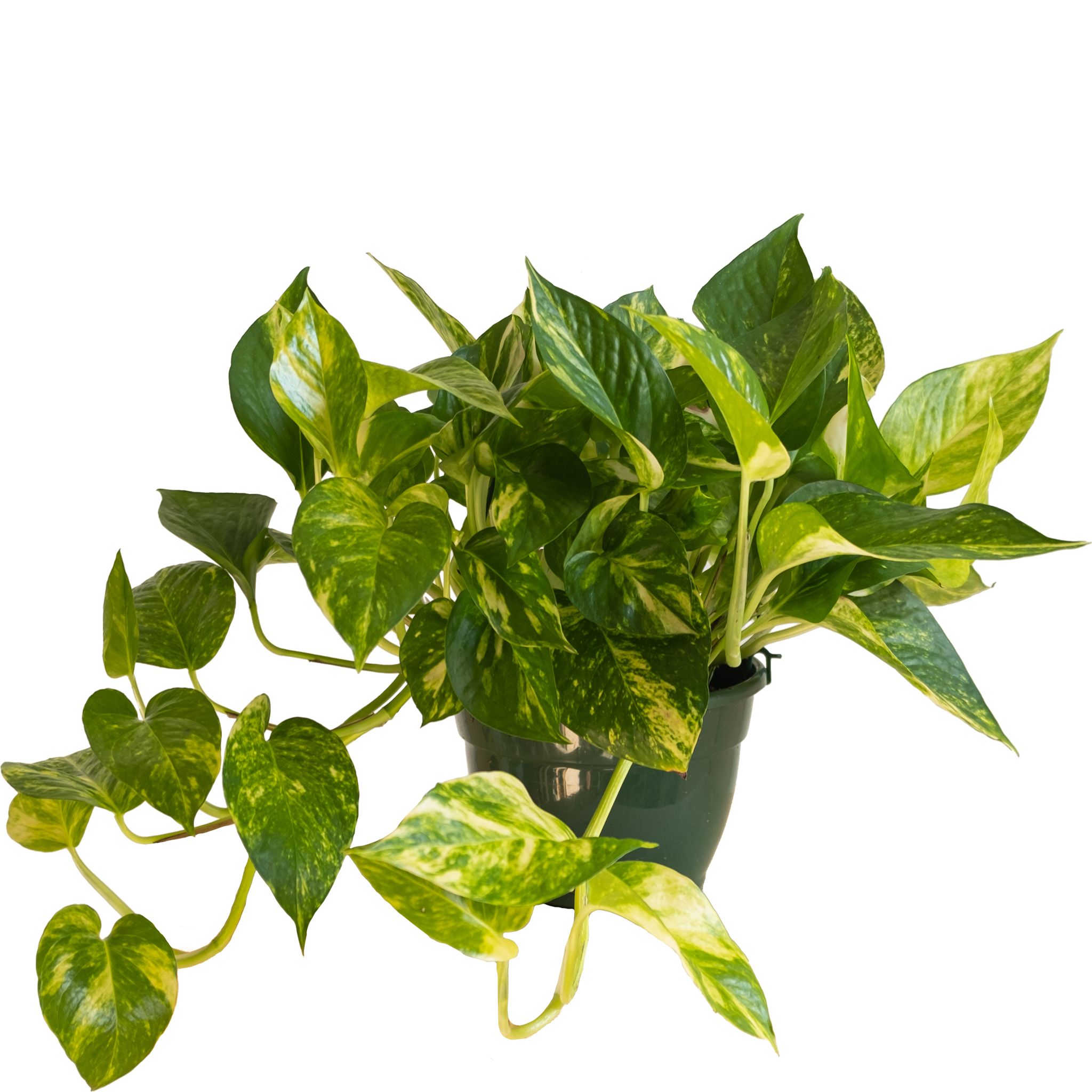 Pothos Pinnatum: imagen 1