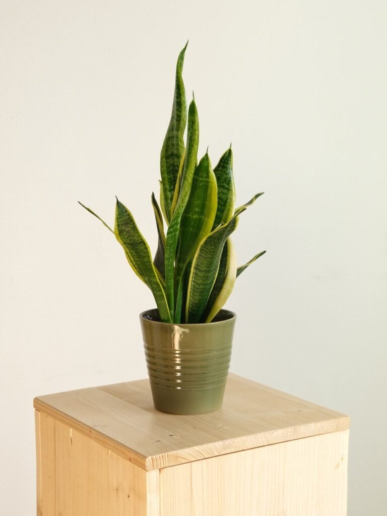 Sansevieria