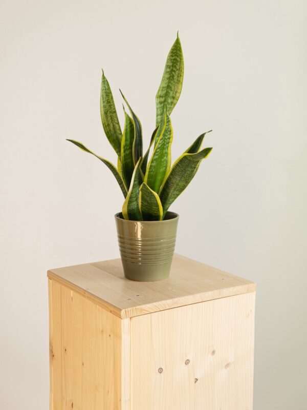 Sansevieria