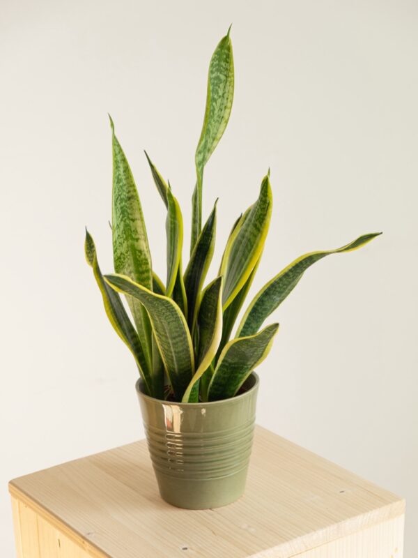 Sansevieria