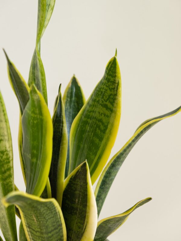 Sansevieria