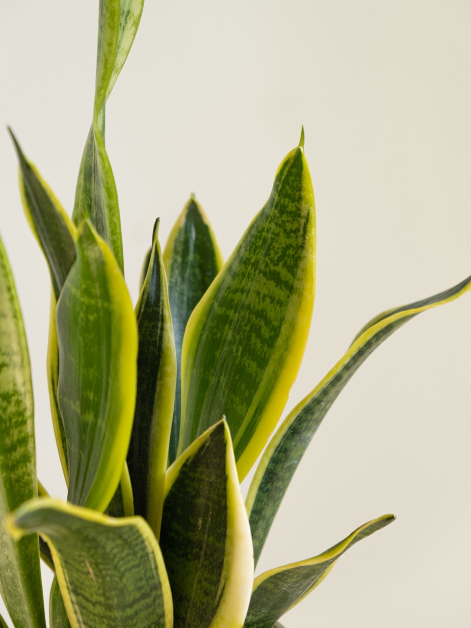 Sansevieria: imagen 3