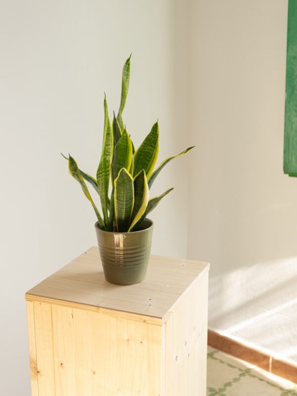 Sansevieria
