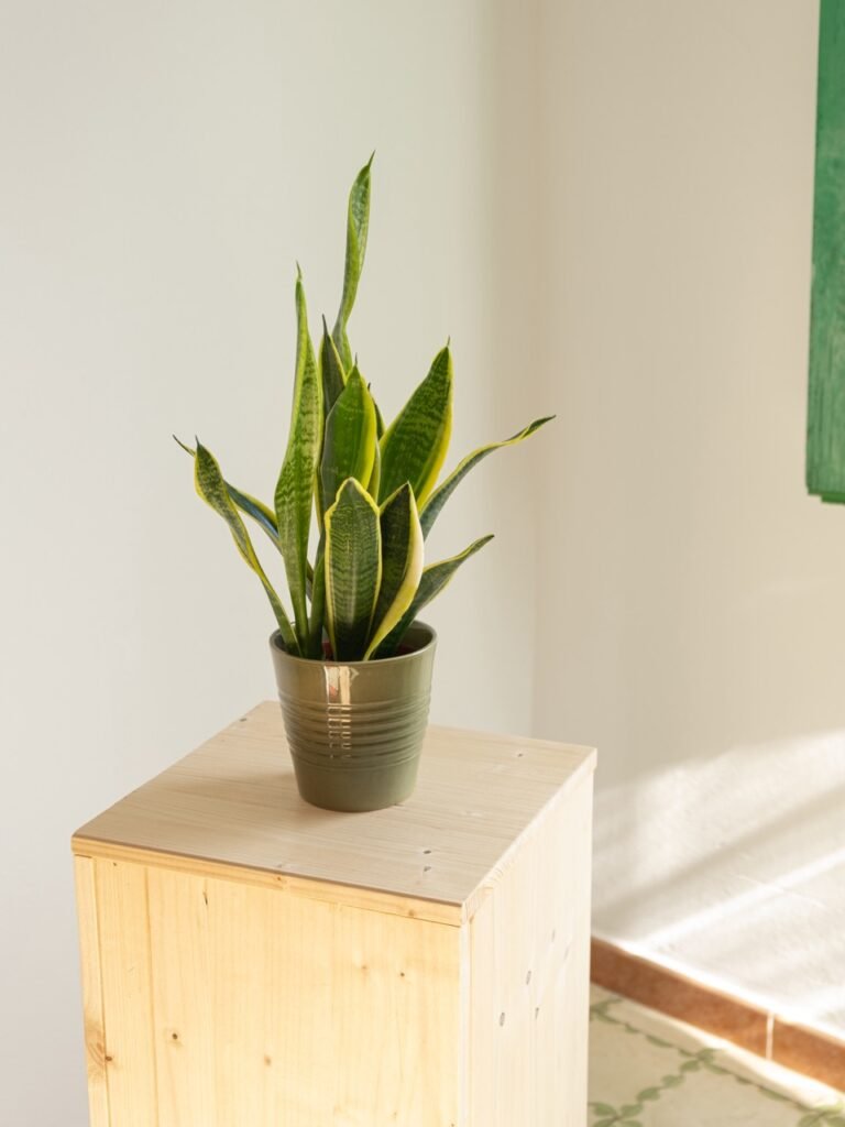 Sansevieria