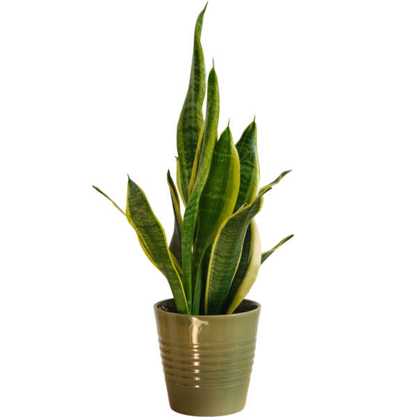 Sansevieria