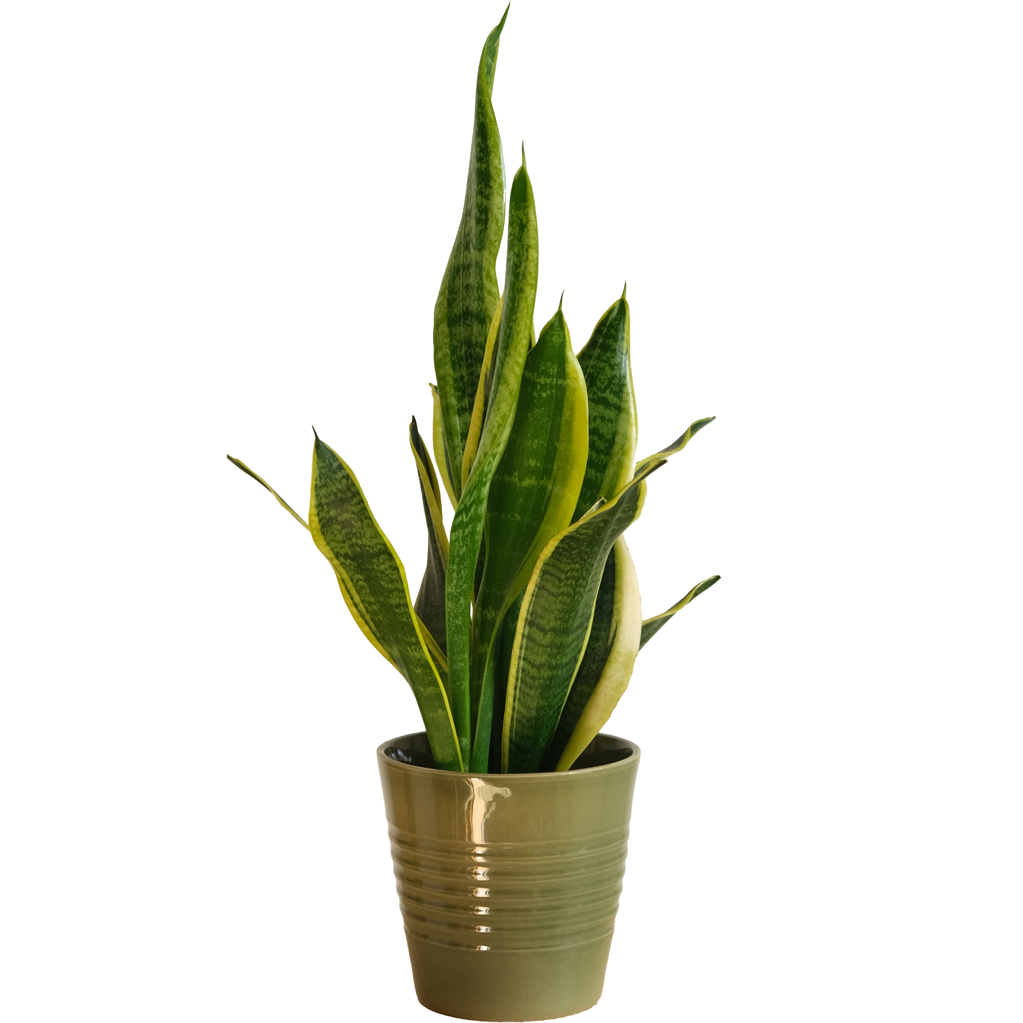 Sansevieria: imagen 1