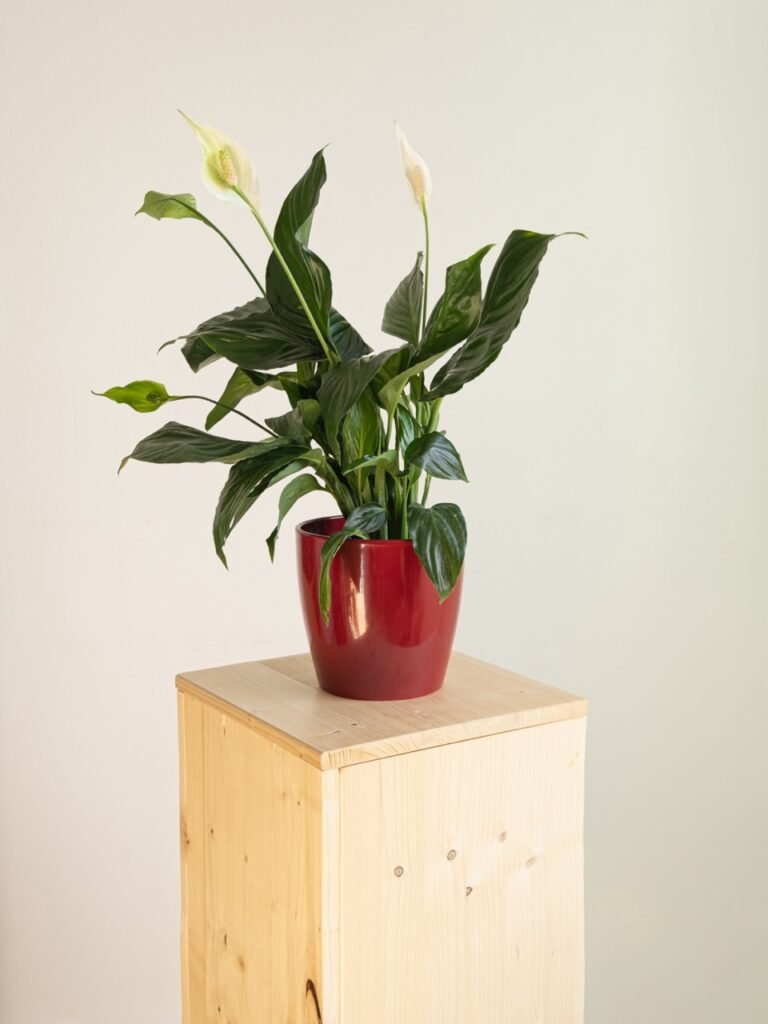 Spathiphyllum