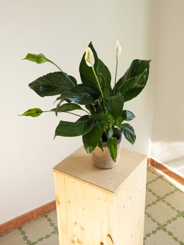 Spathiphyllum