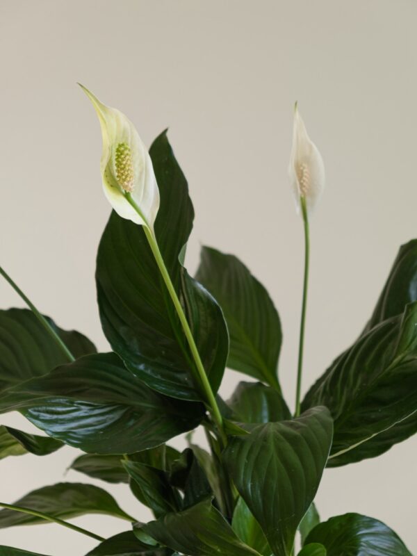 Spathiphyllum