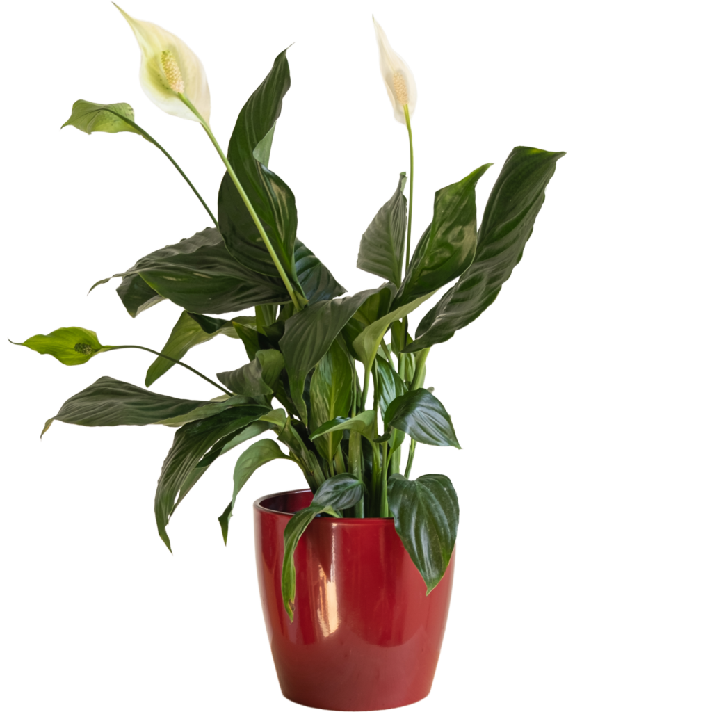 Spathiphyllum