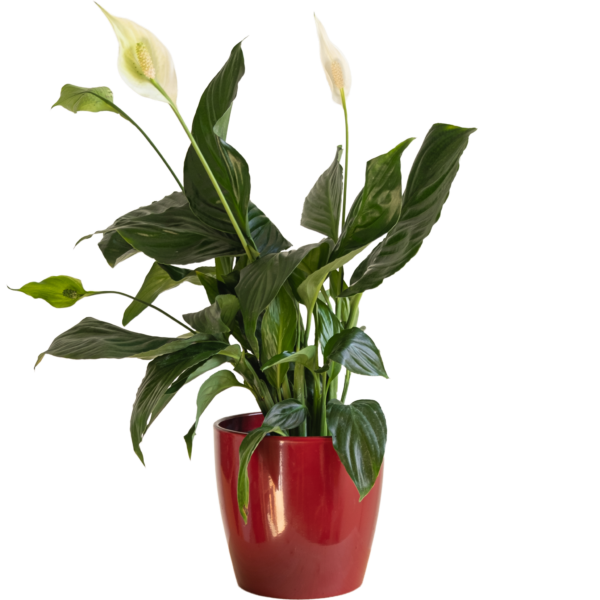 Spathiphyllum