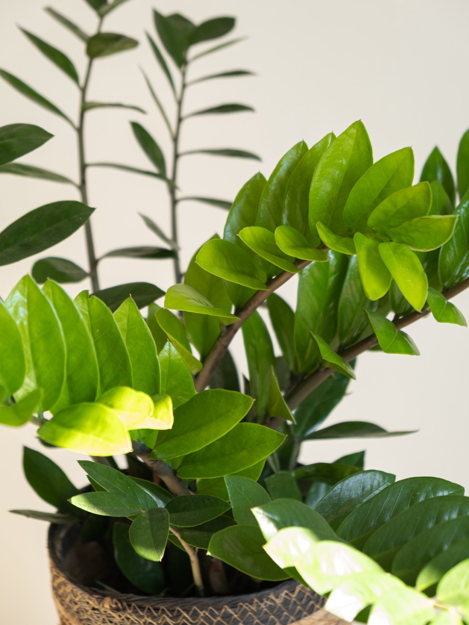 Zamioculca: imagen 5