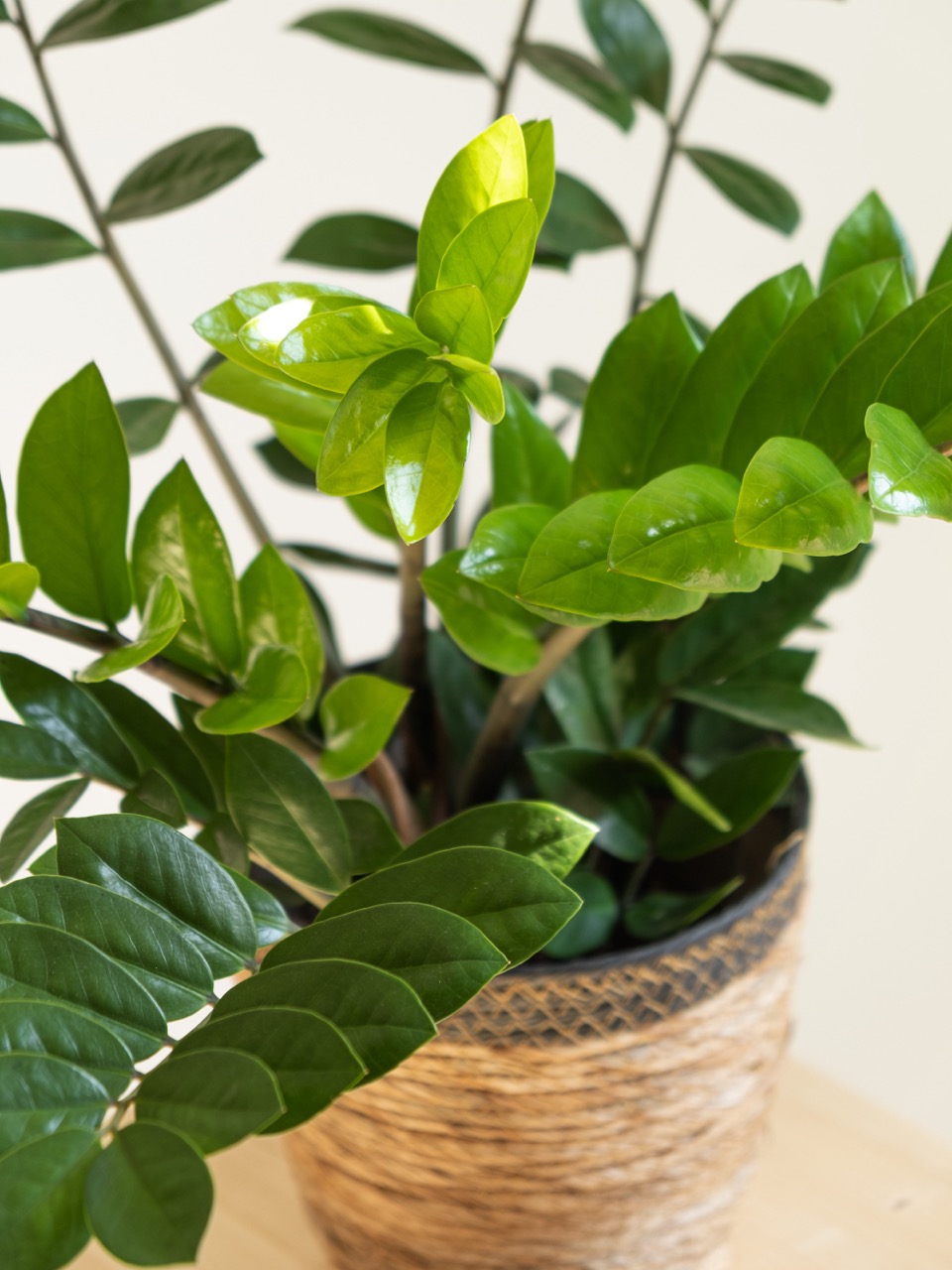 Zamioculca: imagen 3