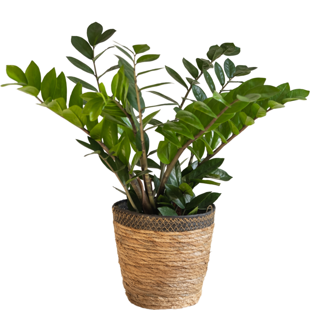 Zamioculca