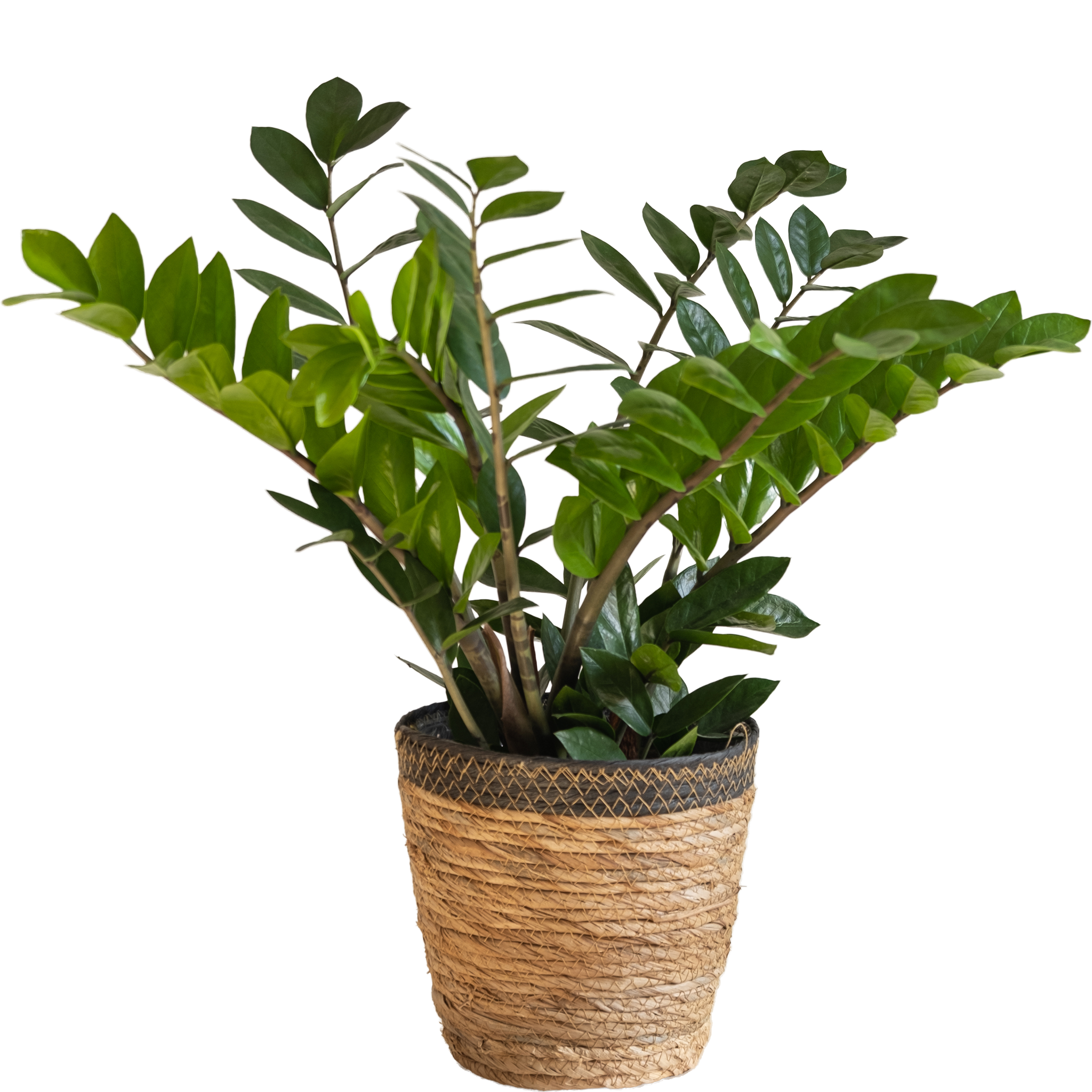 Zamioculca: imagen 1