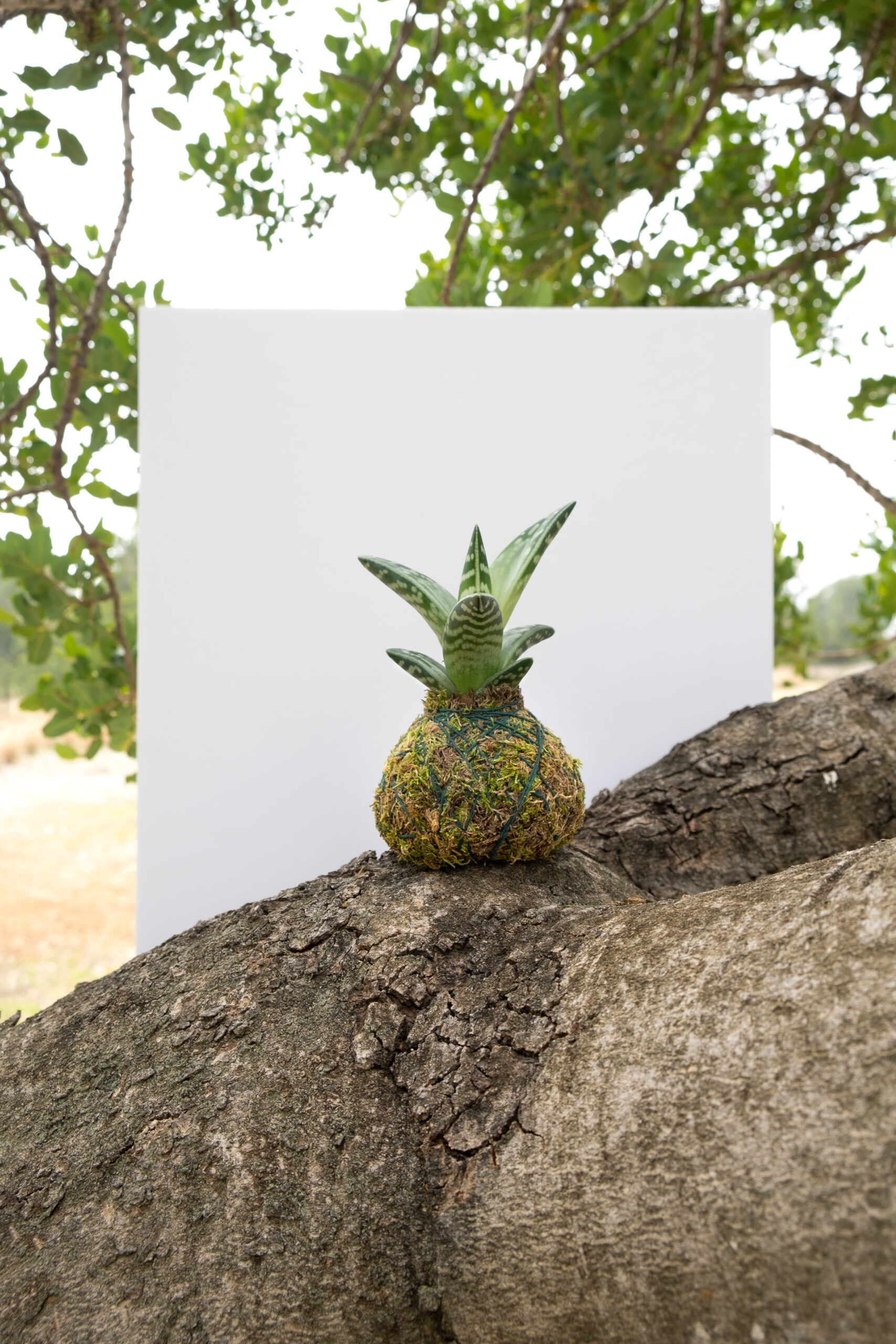 Aloe Variegata Kokedama: imagen 1