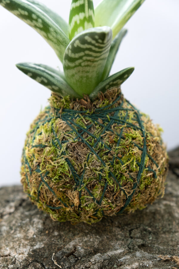 Aloe Variegata Kokedama