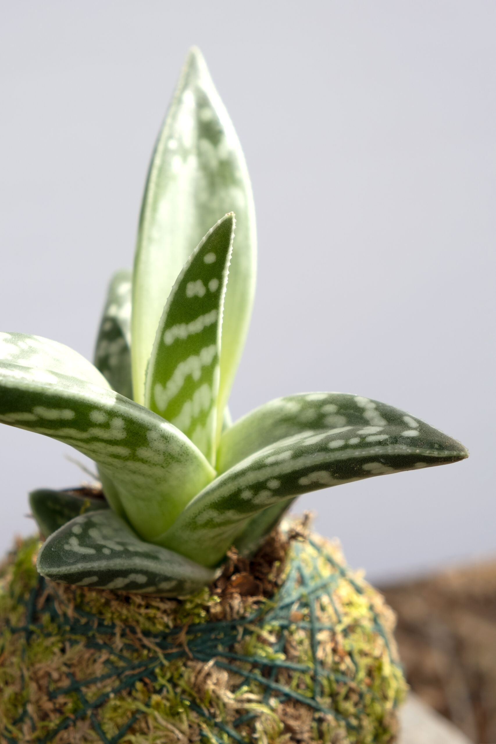 Aloe Variegata Kokedama: imagen 2
