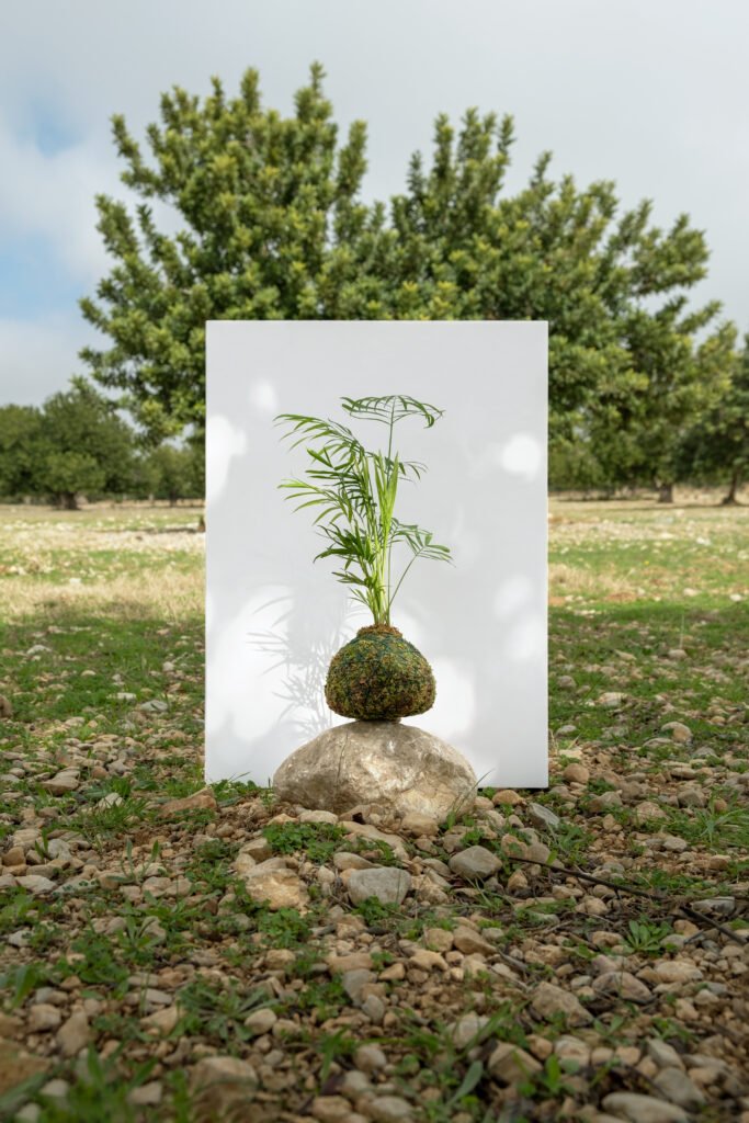 Chamaedorea Kokedama