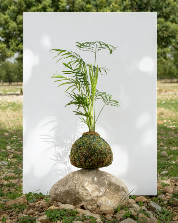 Chamaedorea Kokedama