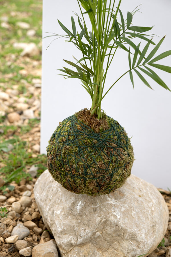 Chamaedorea Kokedama
