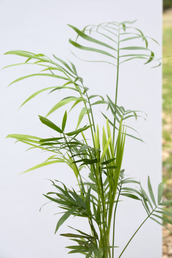 Chamaedorea Kokedama