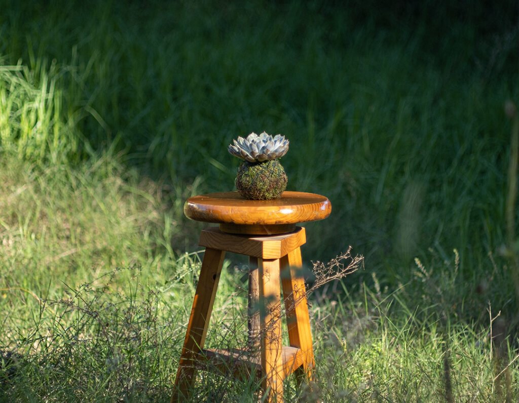 Echeveria Kokedama