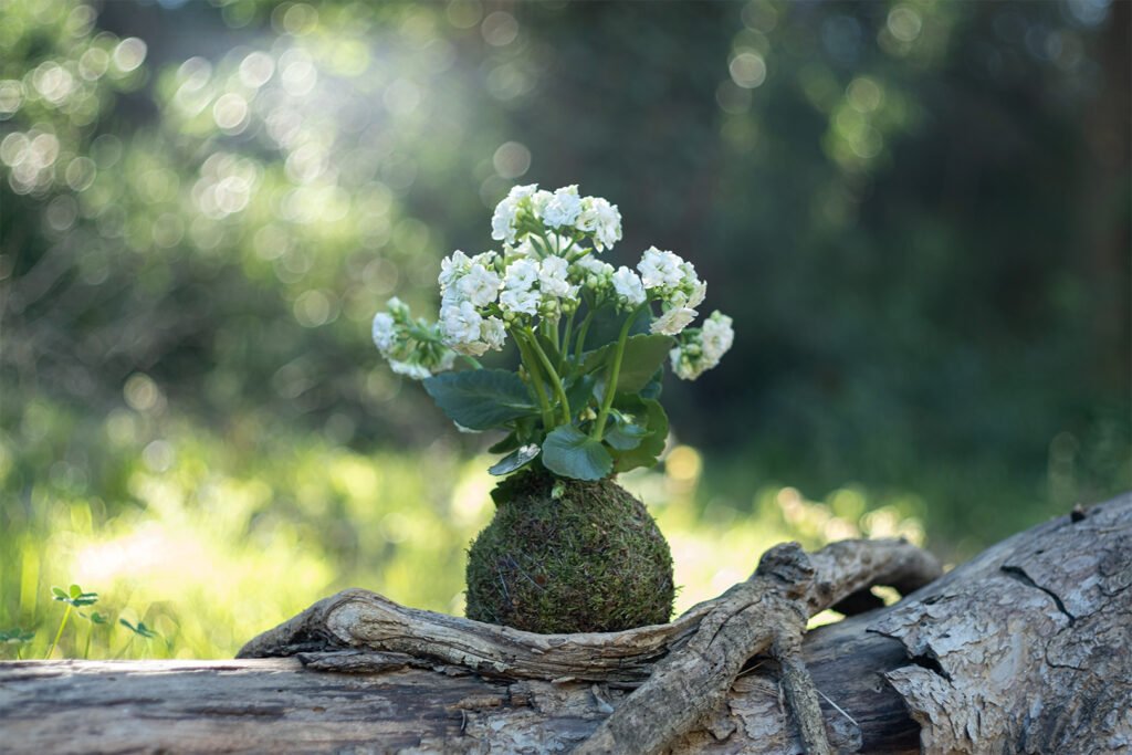 Kalanchoe Kokedama
