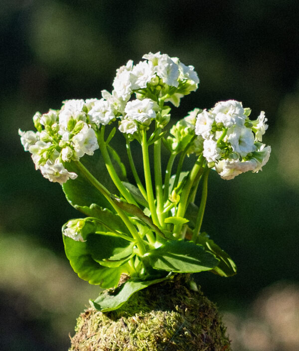 Kalanchoe Kokedama