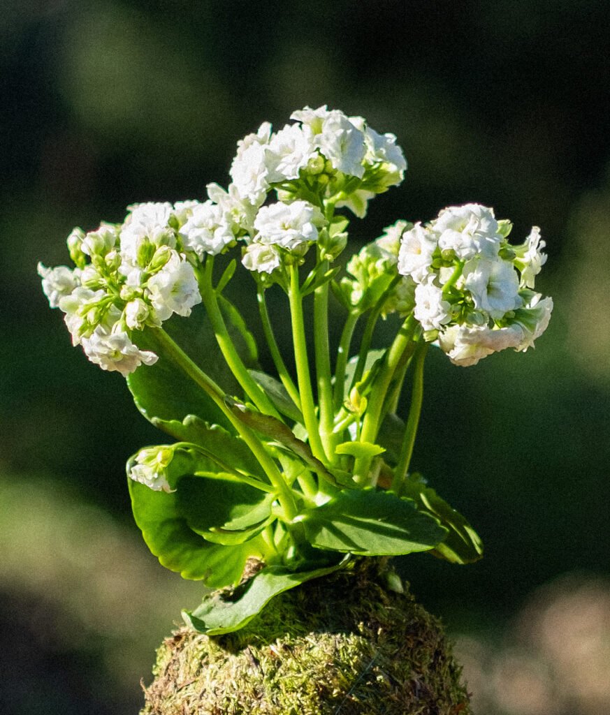 Kalanchoe Kokedama