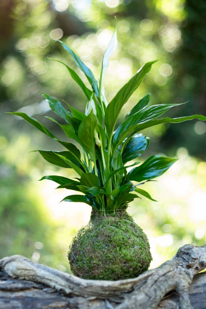 Spathiphyllum Kokedama