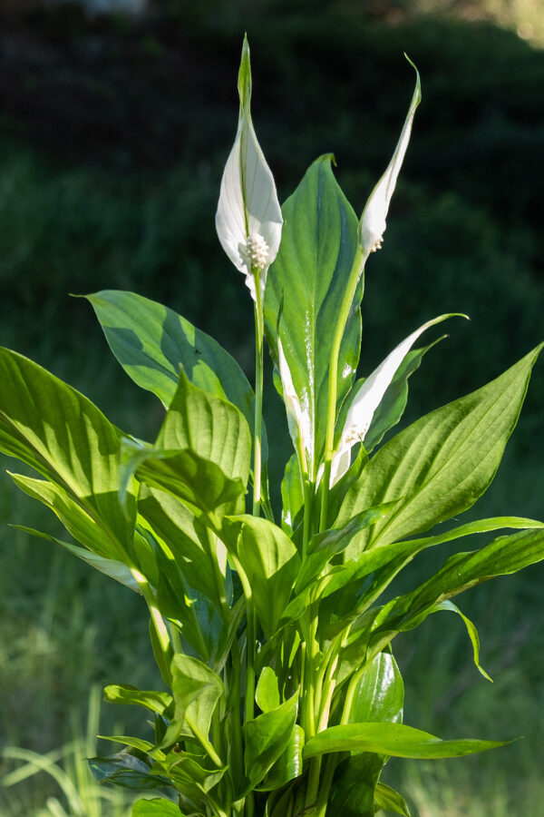 Spathiphyllum Kokedama