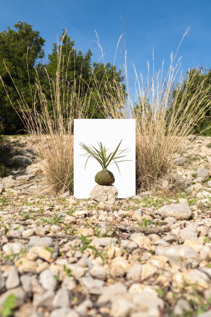 Marginata Kokedama