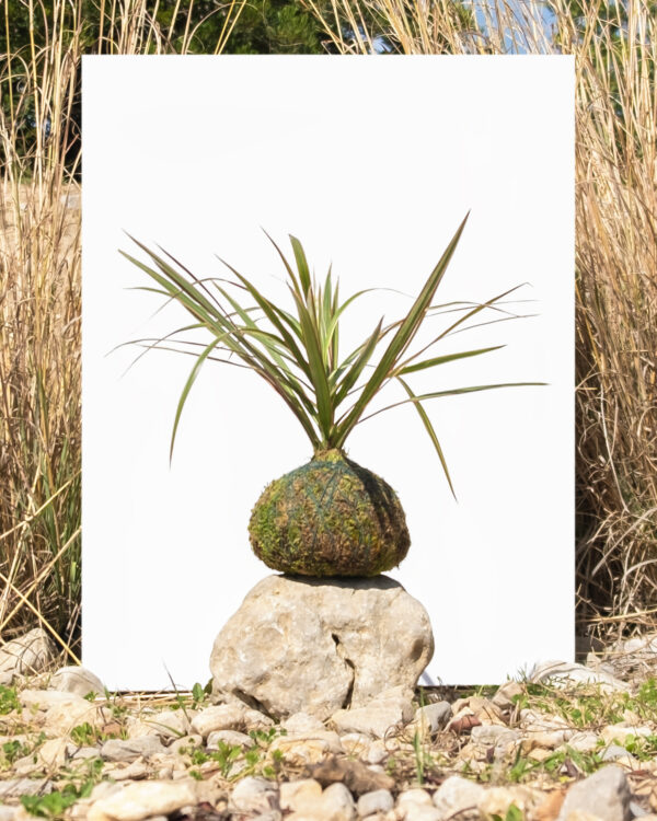 Marginata Kokedama