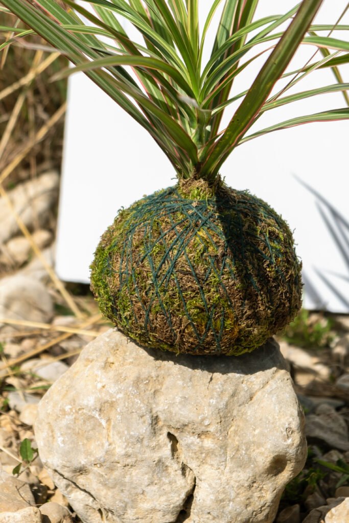 Marginata Kokedama