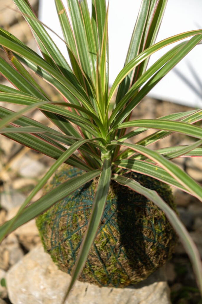 Marginata Kokedama