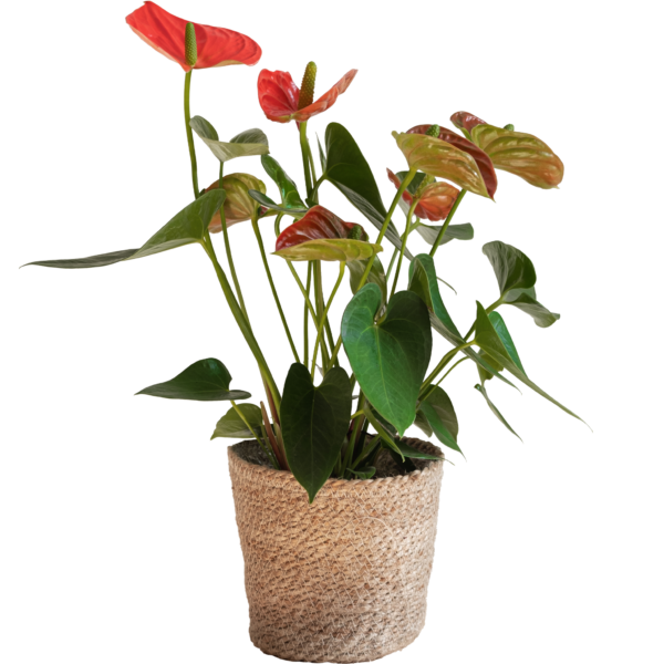 Anthurium Rojo
