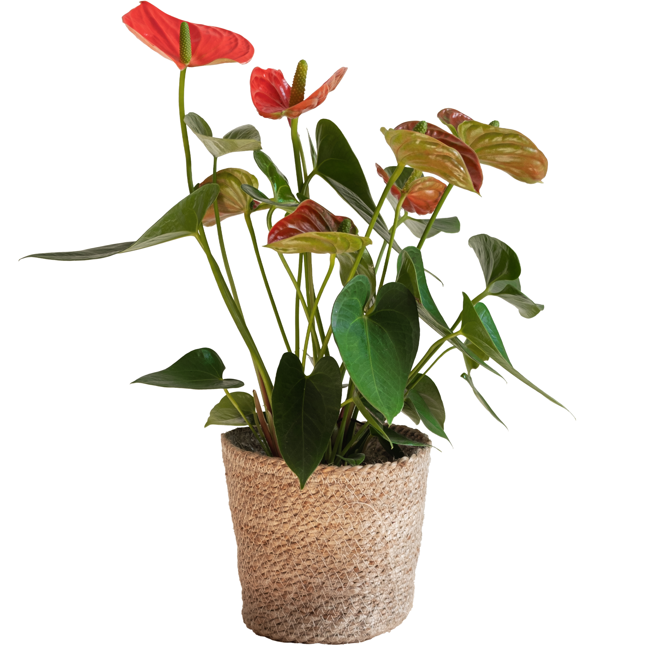 Anthurium Rojo: imagen 1