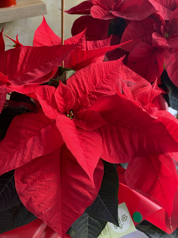 Poinsettia Roja Grande