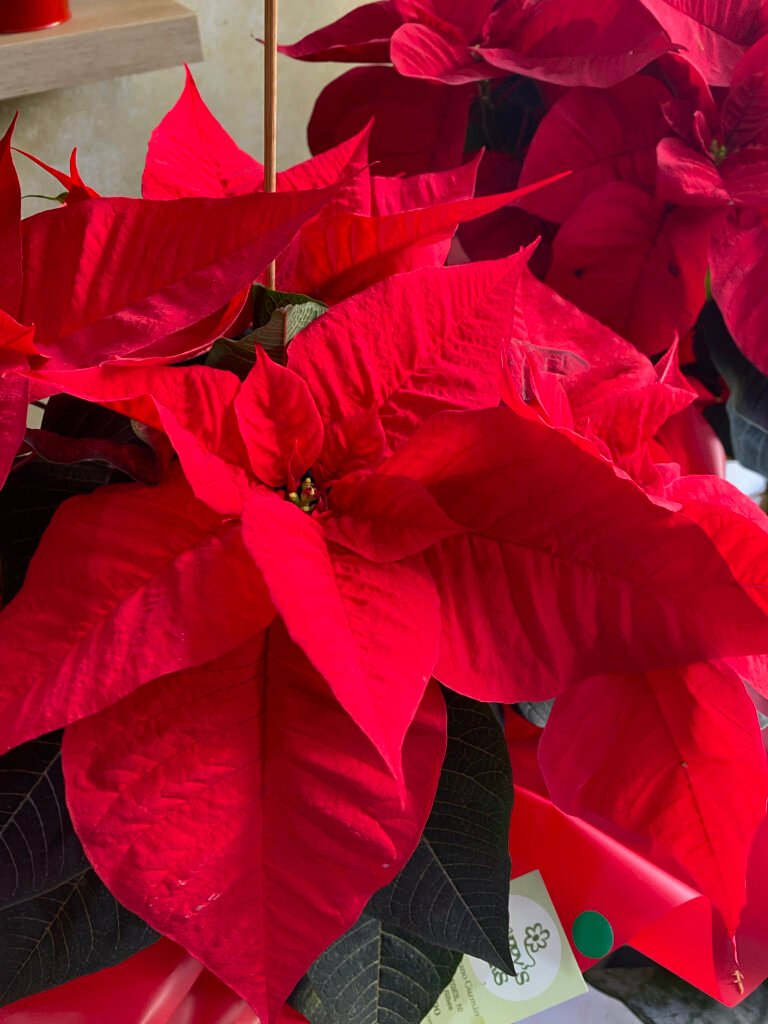 Poinsettia Roja Grande